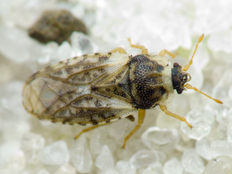 Piesma capitatum (Wolff, 1804)